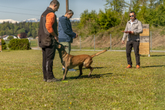 SVOE_Tur.2024-13